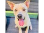 Adopt Max a Cattle Dog