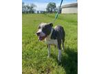 Adopt Baldur a American Staffordshire Terrier, Mixed Breed