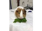 Adopt Kooshi a Guinea Pig