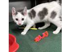 Adopt Prince Charming a Domestic Short Hair