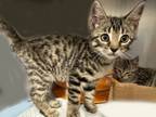 Adopt Scout* a Domestic Short Hair