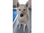Adopt Frost a Husky