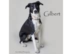 Adopt Gilbert a Collie, Pit Bull Terrier