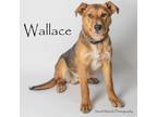 Adopt Wallace a German Shepherd Dog, Mixed Breed