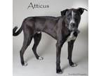 Adopt Atticus a Labrador Retriever, Mixed Breed