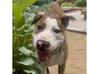 Adopt Tigre a Pit Bull Terrier