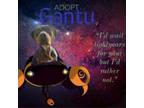 Adopt Gantu a Catahoula Leopard Dog