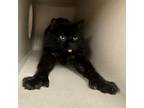 Adopt Hathaway a Domestic Medium Hair