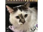 Adopt Bumblebee a Domestic Short Hair