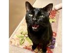 Adopt Henry Frien'ly a Domestic Short Hair