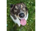 Adopt Gus a Shepherd, Collie