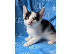 Adopt Tugboat - available a Domestic Short Hair