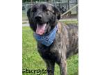 Adopt Sturgeon a Shepherd, Labrador Retriever