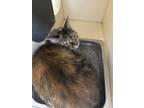 Adopt PePe a Domestic Medium Hair, Domestic Short Hair