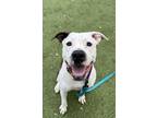 Adopt Wylder a Pit Bull Terrier, Mixed Breed