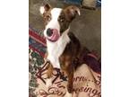 Adopt Bentley a Whippet, Mixed Breed