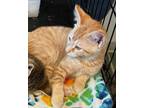 Adopt Pedro a Tabby, Domestic Short Hair