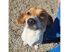 Adopt Noble a Jack Russell Terrier
