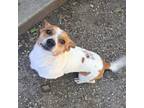 Adopt Barnes a Jack Russell Terrier