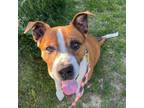 Adopt Jameson a Pit Bull Terrier