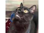 Adopt Kristoph a Domestic Short Hair