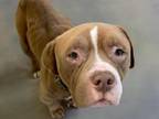 Adopt TIC TAC a Pit Bull Terrier, Mixed Breed