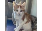 Adopt Peter a Domestic Short Hair