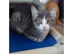 Adopt Paul a Domestic Short Hair