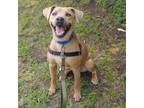 Adopt Taffy a Yellow Labrador Retriever, Mixed Breed