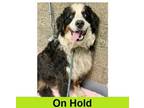 Adopt Billy Bones a Bernese Mountain Dog, Mixed Breed