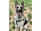 Adopt Equinox a German Shepherd Dog, Mixed Breed