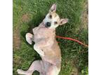Adopt Diesel a Mixed Breed, Cattle Dog