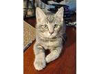 Adopt Sydney a Domestic Short Hair