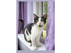 Adopt Floyd Mayweather a American Shorthair