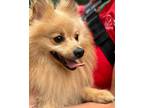 Adopt Colby a Pomeranian, Mixed Breed