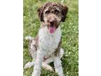 Adopt Chevy a Standard Poodle, Labrador Retriever