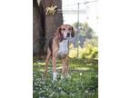Adopt 73633A Scout a Treeing Walker Coonhound, Mixed Breed