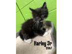 Adopt Harley Jr. a Domestic Short Hair