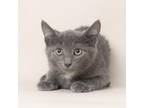 Adopt Cloud a Domestic Short Hair