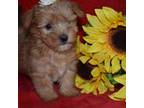 Yorkshire Terrier Puppy for sale in Fort Scott, KS, USA