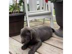 Labrador Retriever Puppy for sale in Mentone, IN, USA
