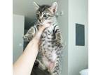 Adopt Karma Chameleon 7 a Domestic Short Hair