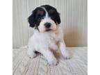 Coton de Tulear Puppy for sale in Goshen, IN, USA