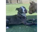 Adopt Mallard a Pit Bull Terrier