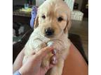 Golden Retriever Puppy for sale in Burleson, TX, USA