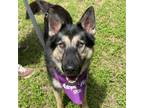 Adopt Allister a German Shepherd Dog, Mixed Breed