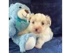 Maltese Puppy for sale in Plant City, FL, USA