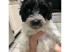 Maltipoo Puppy for sale in San Antonio, TX, USA