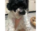 Maltipoo Puppy for sale in San Antonio, TX, USA