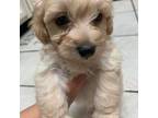 Maltipoo Puppy for sale in San Antonio, TX, USA